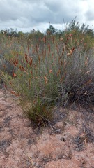 Thamnochortus punctatus