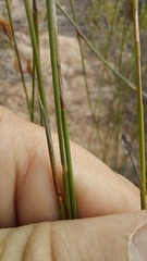 Thamnochortus punctatus