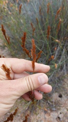 Thamnochortus punctatus