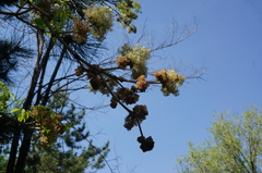 Fraxinus chinensis