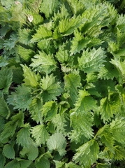 Urtica dioica