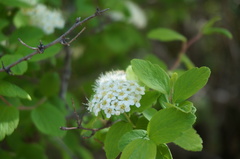 Spiraea ouensanensis