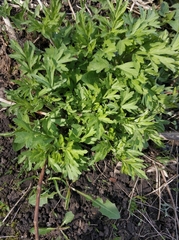 Artemisia vulgaris