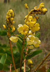 Senna magnifolia