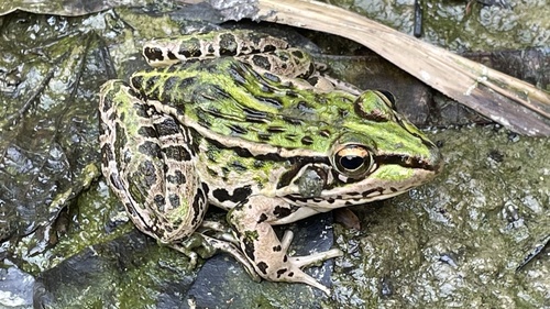 Black-spotted Frog