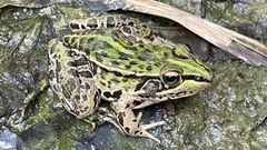 Black-Spotted Pond Frog photo 5