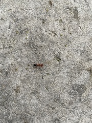 Camponotus decipiens