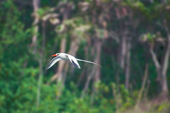 Phaethon aethereus mesonauta