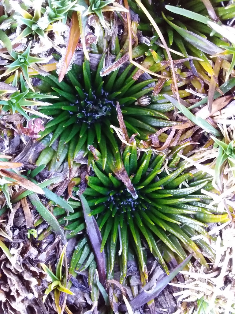 Isoetes andicola