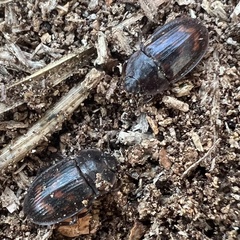 Phenolia grossa