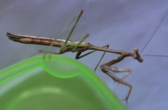 Stagmomantis domingensis