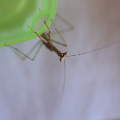 Stagmomantis domingensis