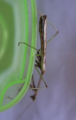 Stagmomantis domingensis
