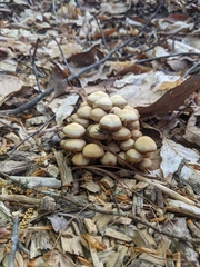 Kuehneromyces marginellus