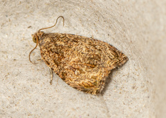 Sycacantha
