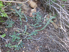 Baculellum articulatum