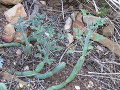 Baculellum articulatum