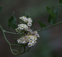 Microglossa mespilifolia
