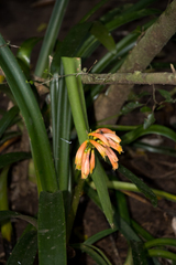 Clivia gardenii