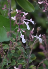 Aeollanthus parvifolius