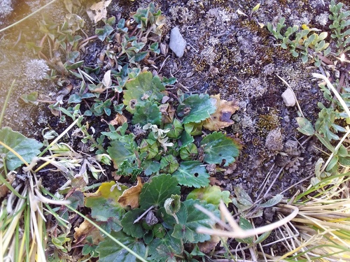 Acaulimalva nubigena (Acaulimalva nubigena)