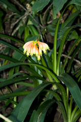 Clivia gardenii