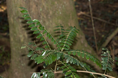Cnestis polyphylla