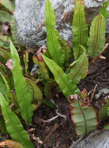 Oleandra distenta (Oleandra distenta)