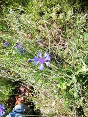 Centaurea depressa