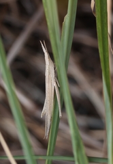 Cannula gracilis