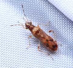 Parathyginus signifer