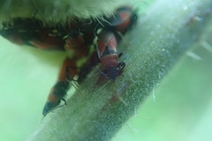 Oxycarenus rufiventris