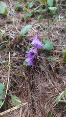 Soldanella