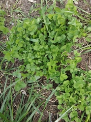 Trifolium repens