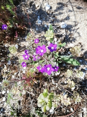 Legousia speculum-veneris