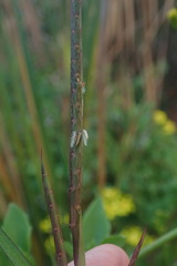 Hemarthria altissima