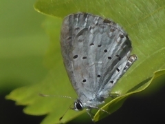 Celastrina argiolus