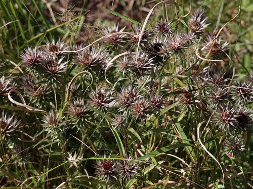 Sharp Dollprotea (Macledium speciosum)