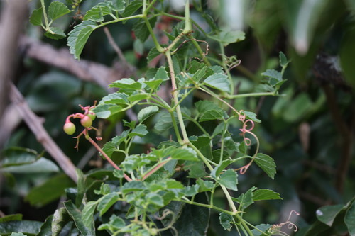 Natal Grape (Cyphostemma natalitium)