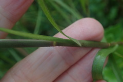 Hemarthria altissima