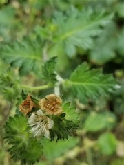 Phacelia malvifolia