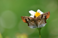 Odontoptilum angulata