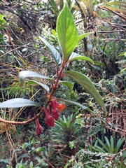 Glossoloma ichthyoderma