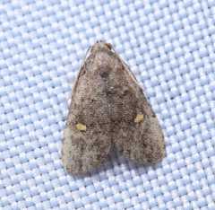 Bellulia