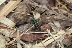 Cicindela elegantula