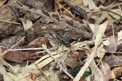 Cicindela elegantula