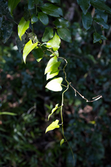 Dioscorea cotinifolia
