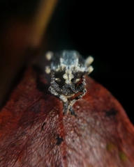 Tuberopeplus chilensis