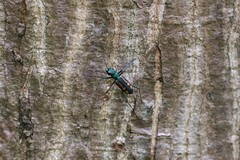 Cicindela elegantula