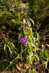 Dissotis princeps